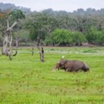 “A Complete Travel Guide to Yala Sri Lanka Safaris Stays and Secrets”