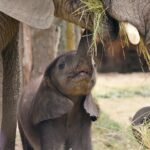 Yala Safari Tours in Sri Lanka – Wildlife, Leopards & Adventure Awaits